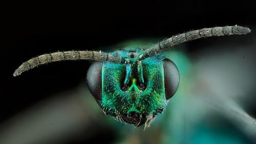 Réf. 280 610 : Lamprotatus sp.